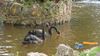 Dawlish Black Swan