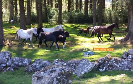 Picture for category Dartmoor national park